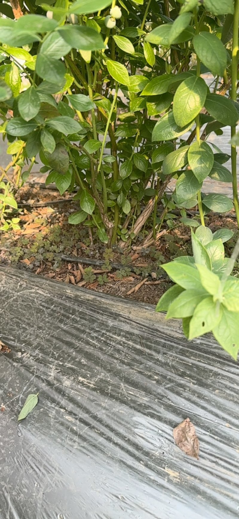 蓝莓树，蓝莓苗。L25蓝莓树。