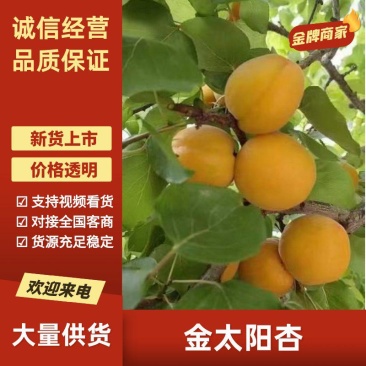 山西运城杏金太阳杏个大口感好可视频看货有意者电联