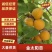 山西运城杏金太阳杏个大口感好可视频看货有意者电联