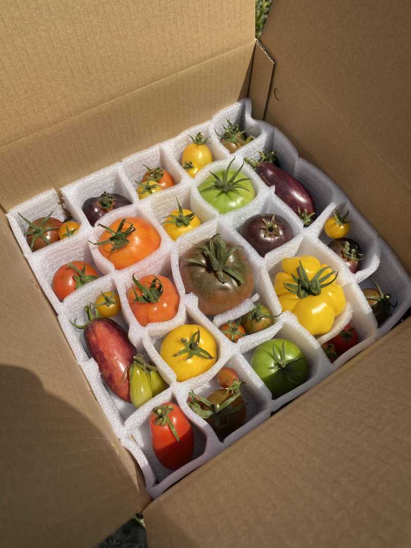 [顺丰/京东包邮]山东三色/四色小番茄“一番好柿”礼盒低