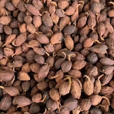 云南精品草果大量上市品质保证量大从优一手货源