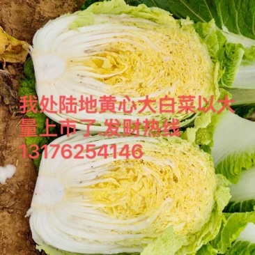 白菜，黄心白菜