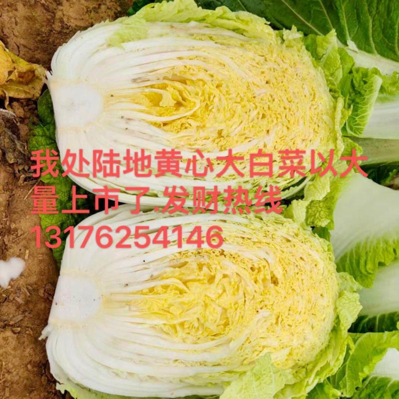白菜，黄心白菜