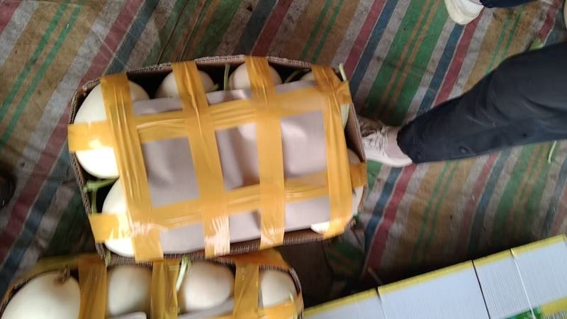 红金蜜甜瓜大量上市产地直发价格优惠品质保证欢迎来电