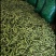 精品蚕豆，质量好，可以供电商，市场，加工厂！