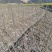 朴树、朴树小苗地径0.6一2公分有货大量供应