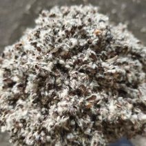 新疆棉壳厂家批发