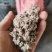 新疆棉壳厂家批发