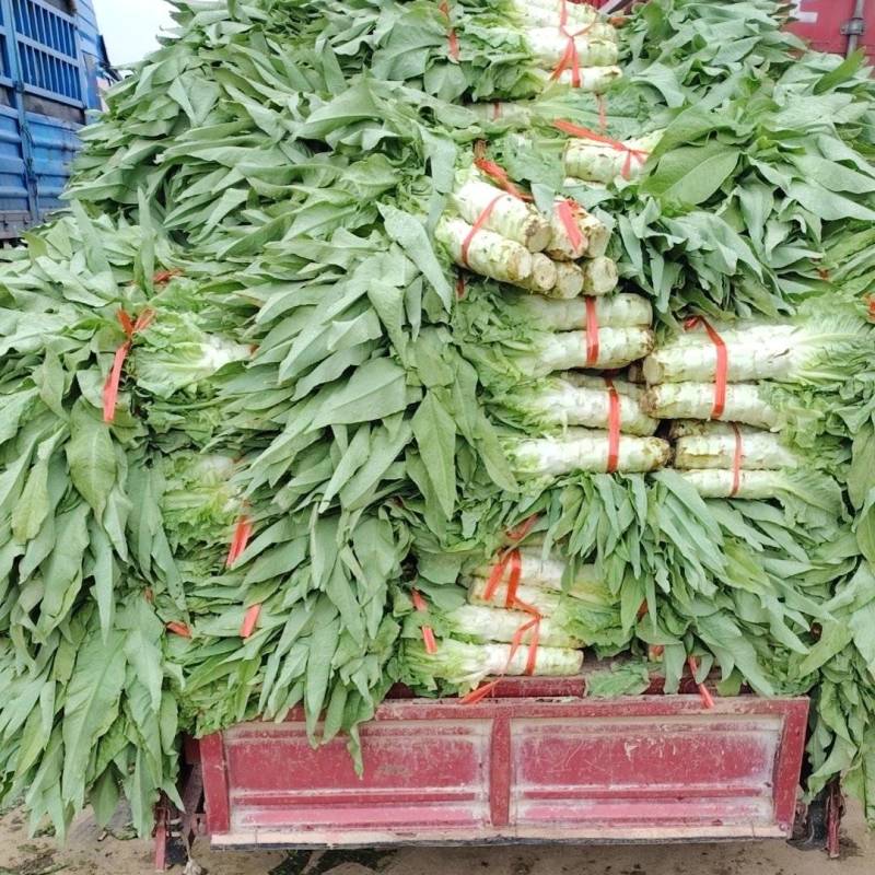 精品青皮莴笋大量上市欢迎各位老板订购前来实地考察看货。