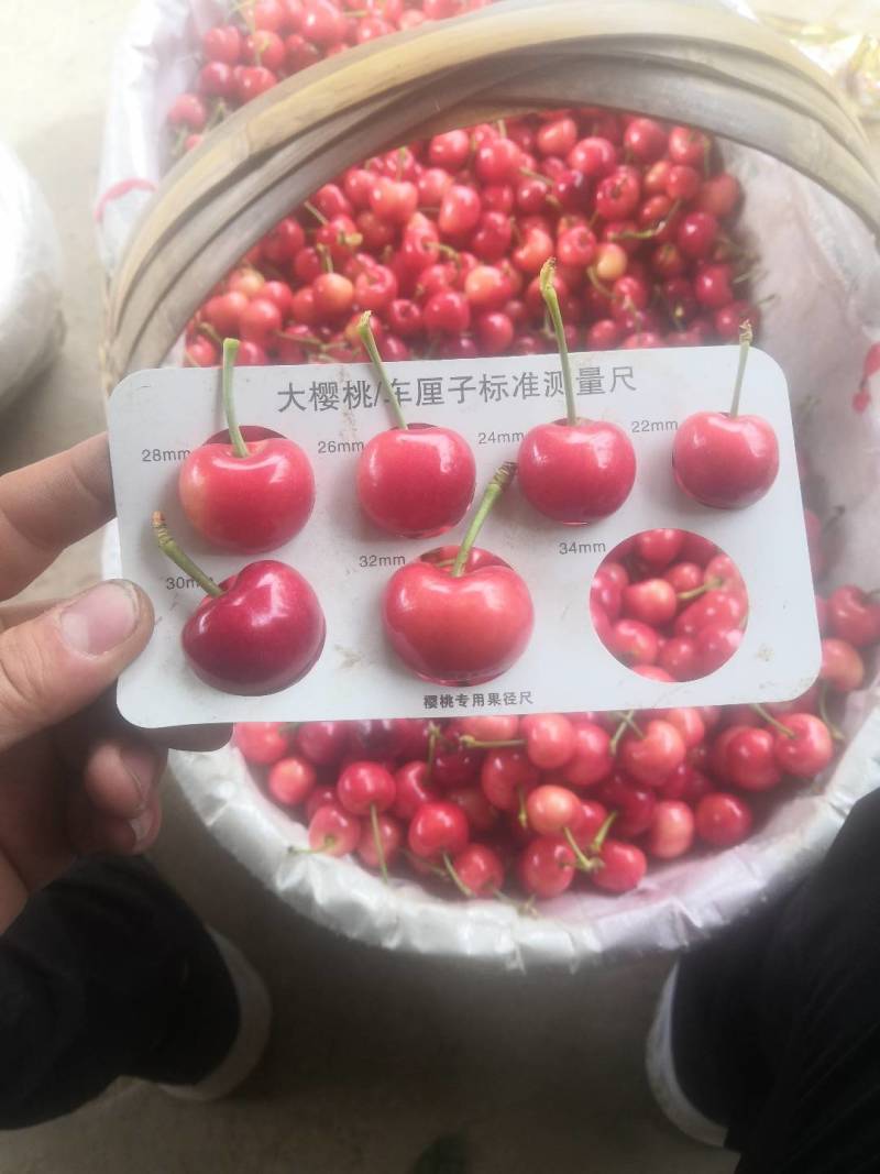 陕西大樱桃万亩基地，品种齐全，品质保证，欢迎咨询