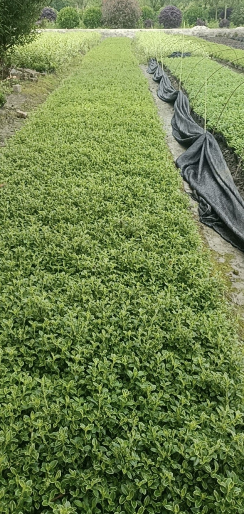 六月雪杯苗，基地批发，各种规格