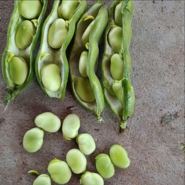 蚕豆大量上货品质优现摘现发可支持视频看货