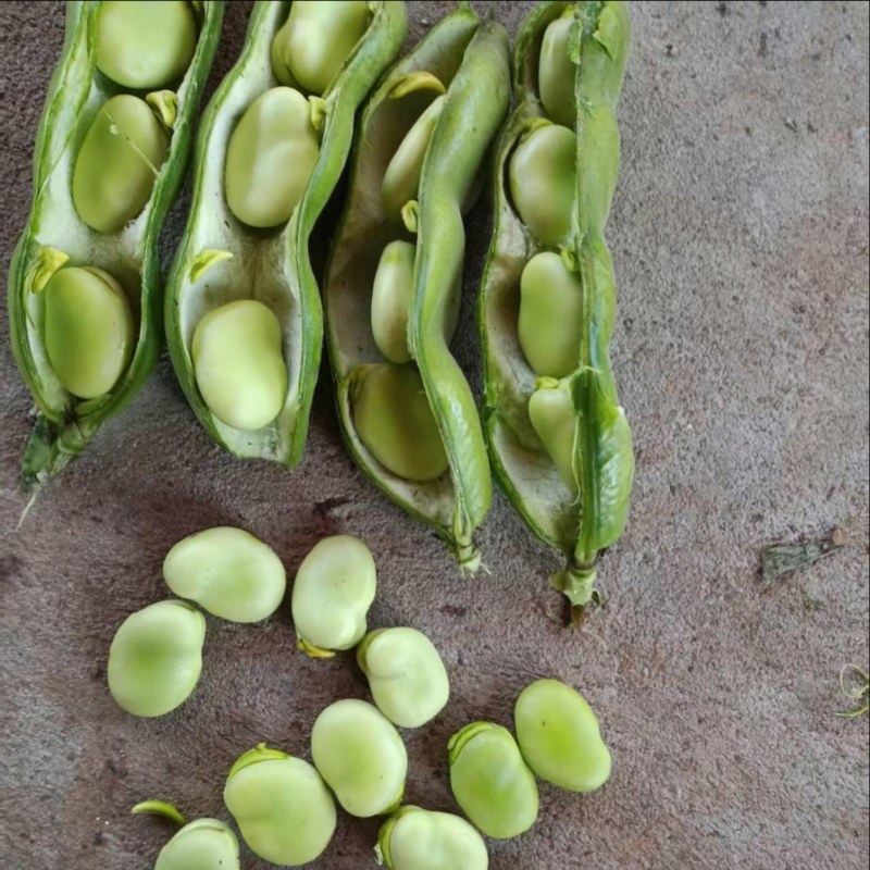 蚕豆大量上货品质优现摘现发可支持视频看货