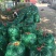 蚕豆大量上货品质优现摘现发可支持视频看货