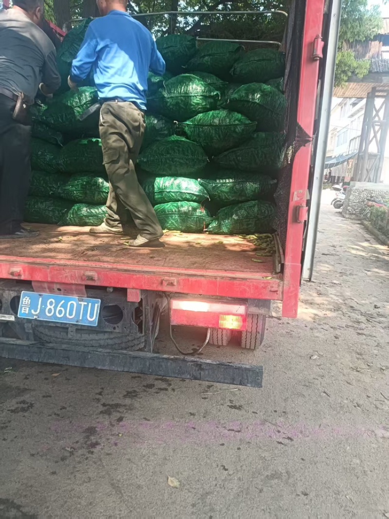 蚕豆大量上货品质优现摘现发可支持视频看货