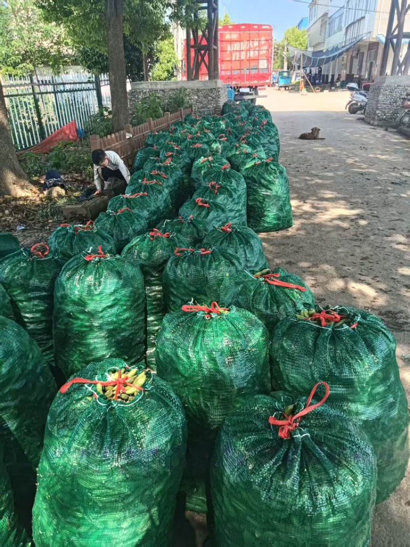 蚕豆大量上货品质优现摘现发可支持视频看货