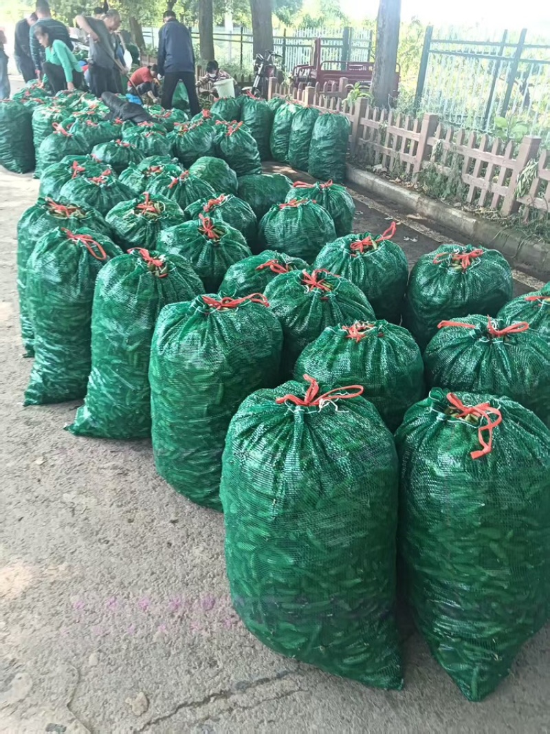 蚕豆大量上货品质优现摘现发可支持视频看货