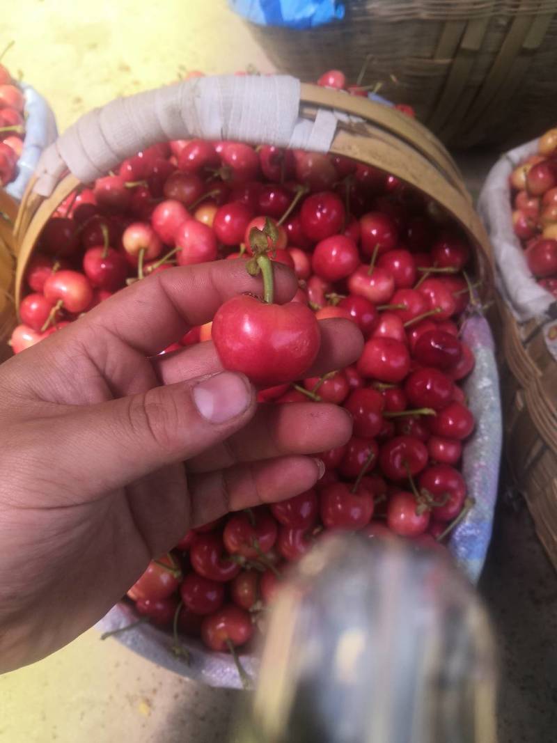 甘肃天水，大樱桃基地，种植在秦岭山下，气候优越，品质保证