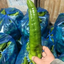精品辣椒