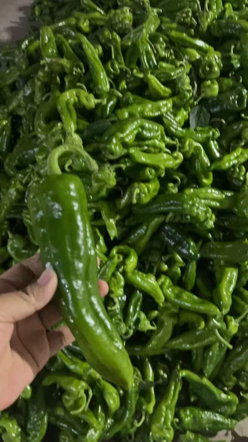 精品辣椒