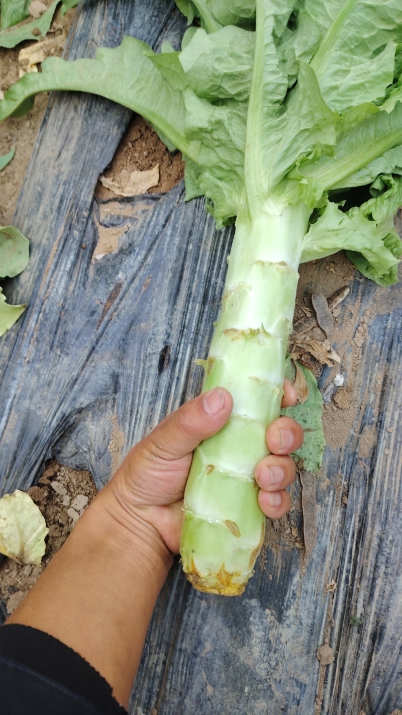 精品青皮莴笋大量上市欢迎各位老板订购前来实地考察看货。