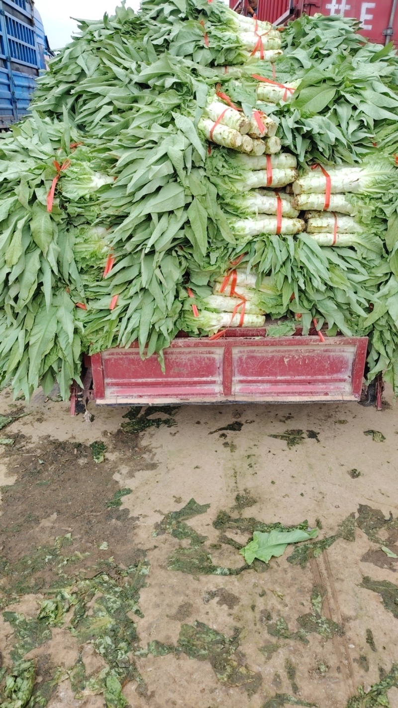 精品青皮莴笋大量上市欢迎各位老板订购前来实地考察看货。