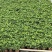 160规格小叶丛生栀子花，90规格小叶丛生栀子花