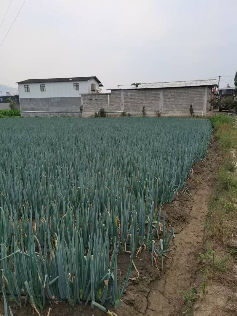 云南德宏大葱产地大量有货欢迎来电咨询也可视频看货