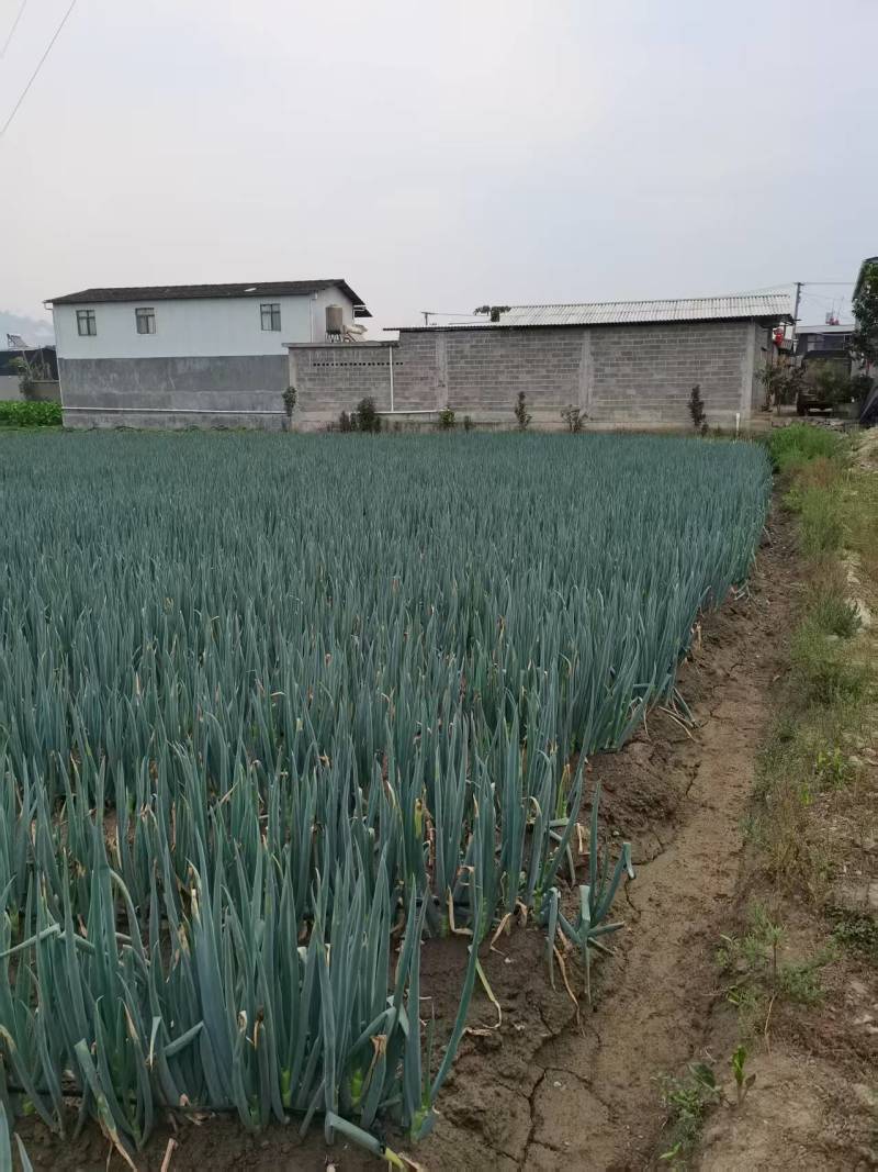 云南德宏大葱产地大量有货欢迎来电咨询也可视频看货