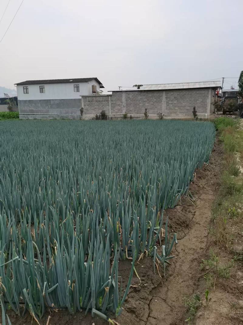 云南德宏大葱产地大量有货欢迎来电咨询也可视频看货