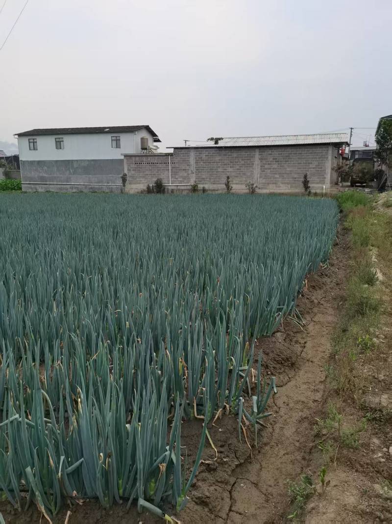 云南德宏大葱产地大量有货欢迎来电咨询也可视频看货