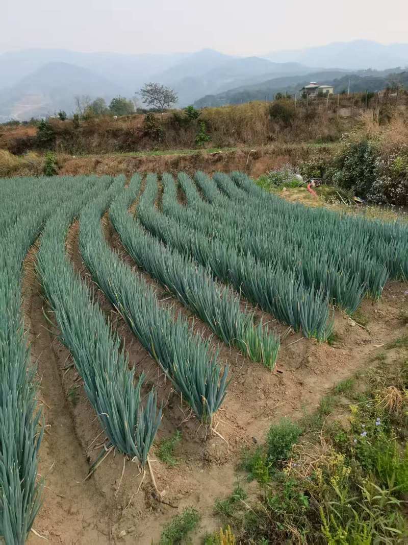 云南德宏大葱产地大量有货欢迎来电咨询也可视频看货