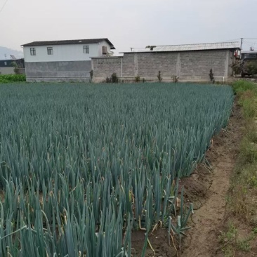 云南德宏大葱产地大量有货欢迎来电咨询也可视频看货