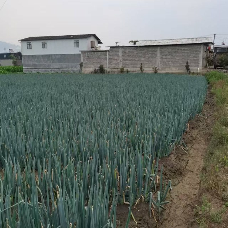 云南德宏大葱产地大量有货欢迎来电咨询也可视频看货