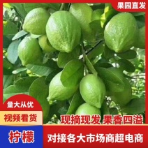 广东香水柠檬一手货源可对接市场商超电商工厂货
