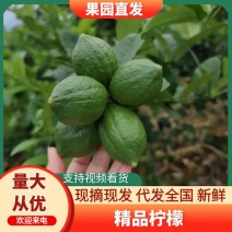 广东香水柠檬一级二级可对接市场商超电商工厂货
