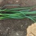 精品头刀韭菜