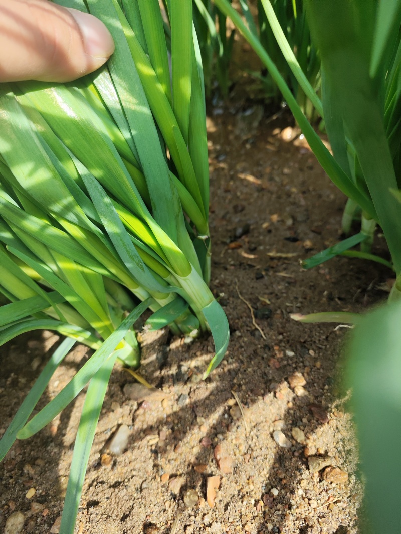 精品头刀韭菜