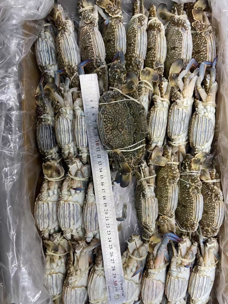 冷冻阿曼梭子蟹兰花蟹海蟹海鲜水产批发16斤