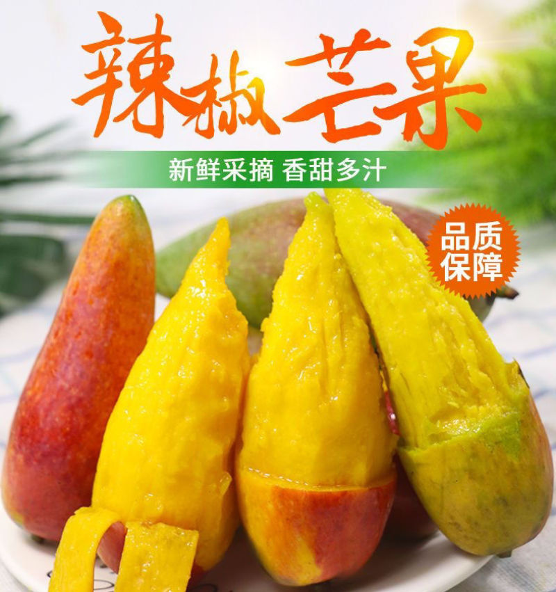 海南三亚辣椒芒新鲜手指芒牙签芒