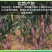 海南三亚辣椒芒新鲜手指芒牙签芒