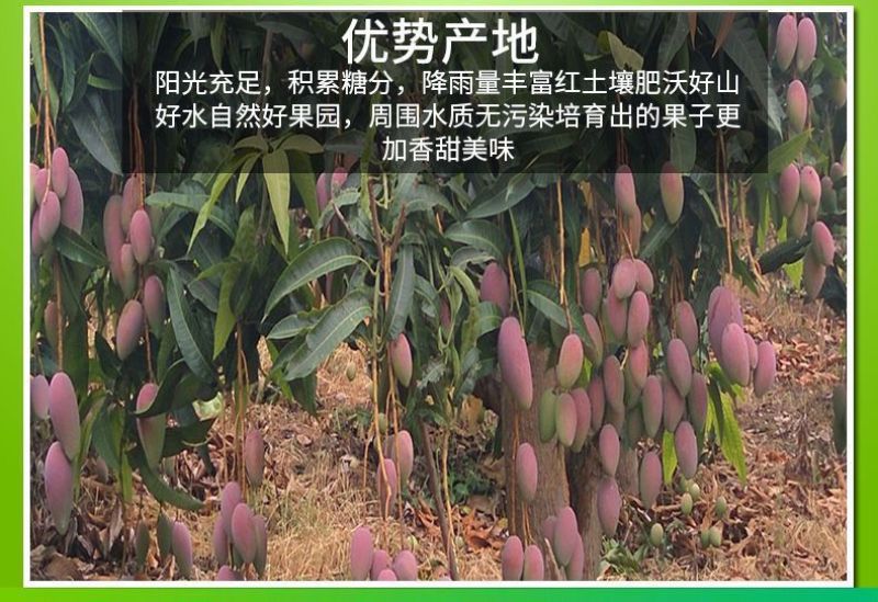 海南三亚辣椒芒新鲜手指芒牙签芒