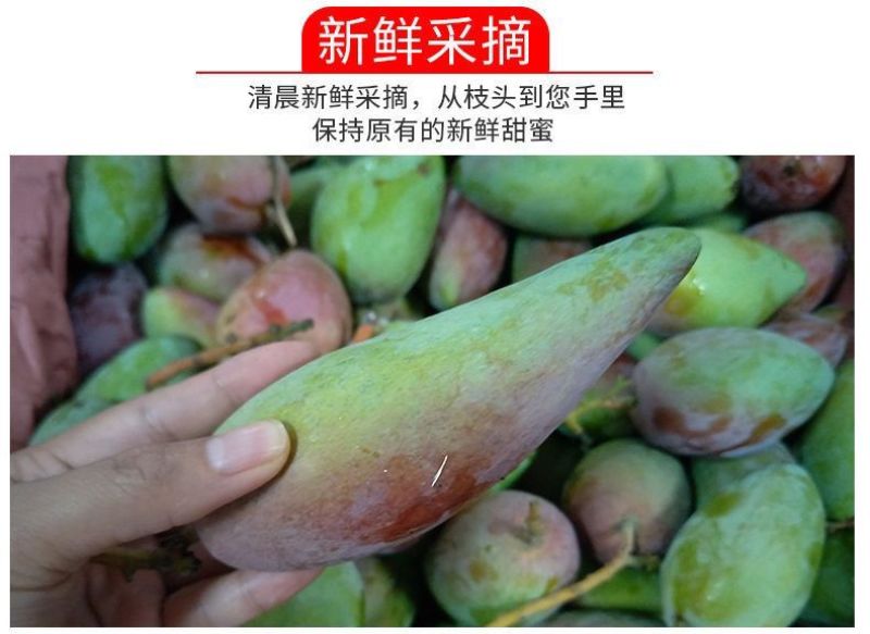 海南三亚辣椒芒新鲜手指芒牙签芒