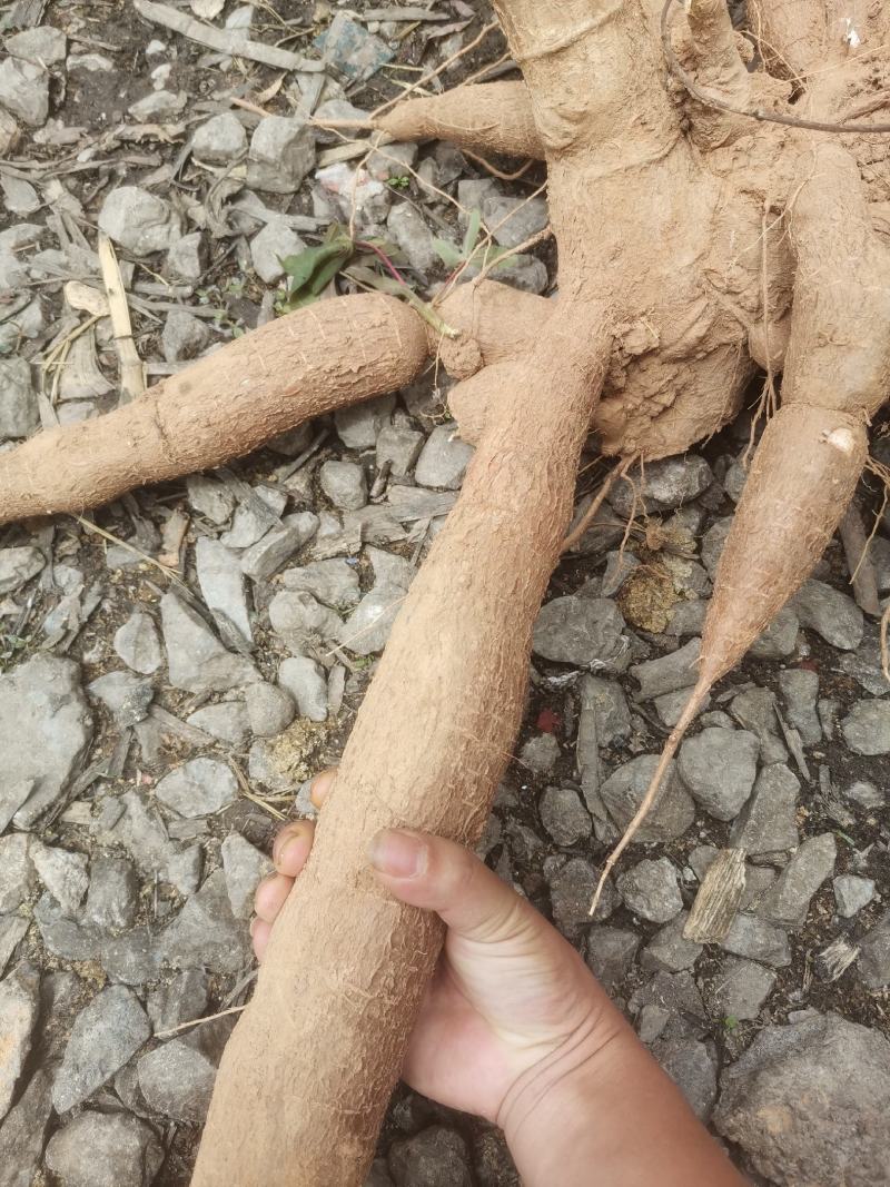 华南9号黄肉木薯现挖现发货煮糖水的绝配
