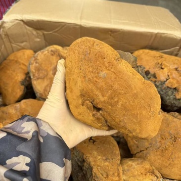 【大货批发】桑黄马蹄黄大块头桑黄干肉质黄无硫桑黄煮水