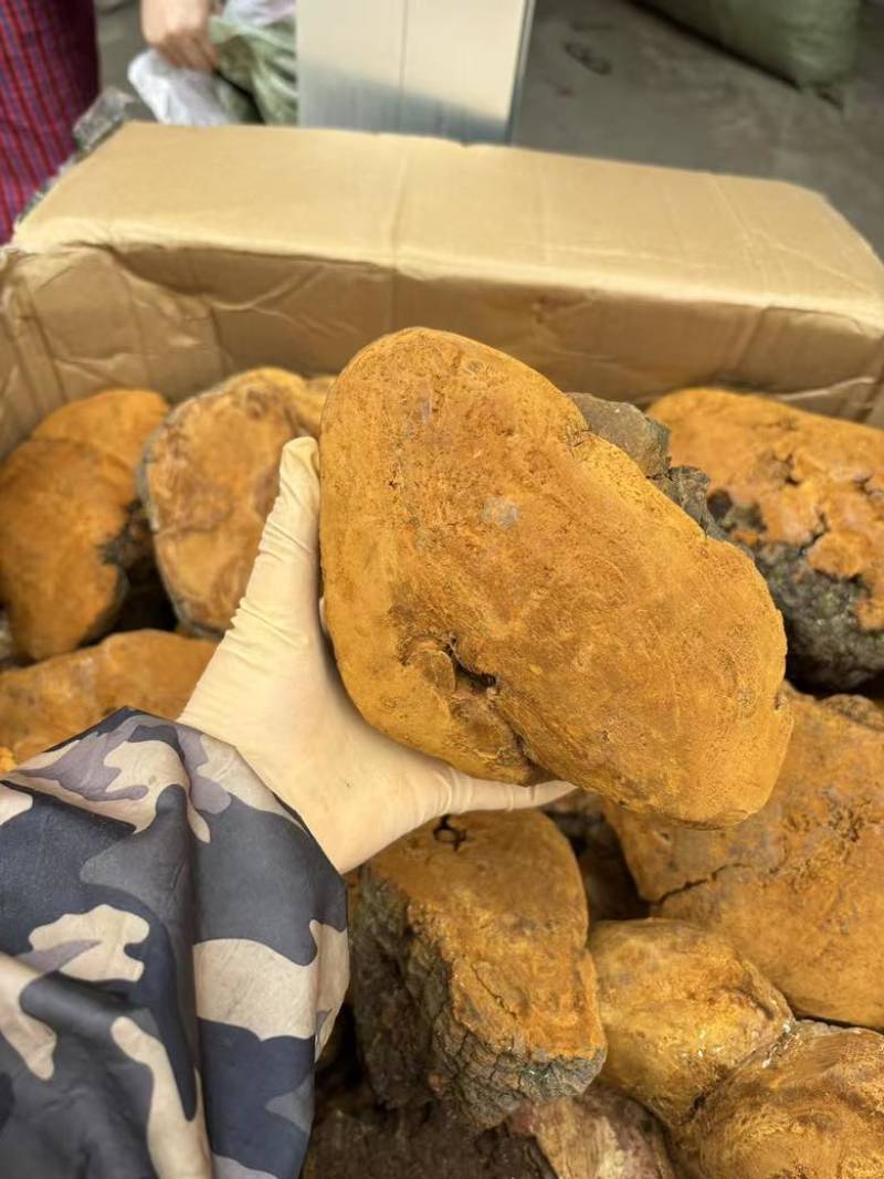 【大货批发】桑黄马蹄黄大块头桑黄干肉质黄无硫桑黄煮水