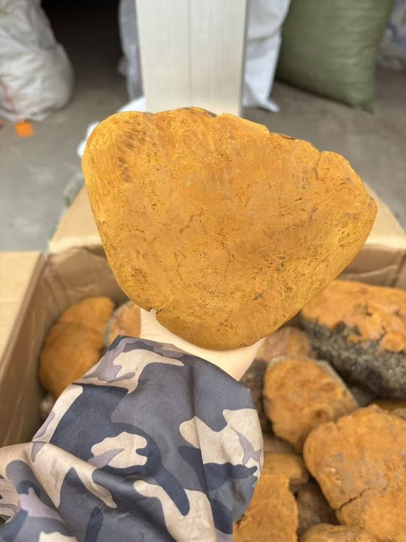 【大货批发】桑黄马蹄黄大块头桑黄干肉质黄无硫桑黄煮水