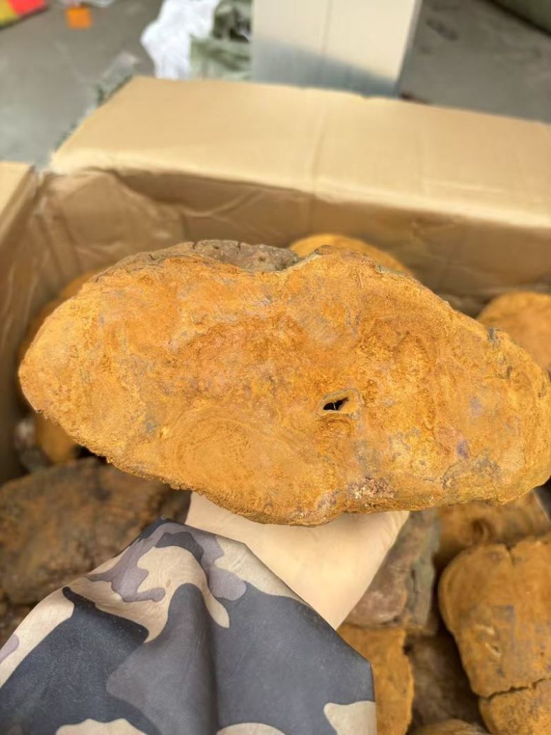 【大货批发】桑黄马蹄黄大块头桑黄干肉质黄无硫桑黄煮水