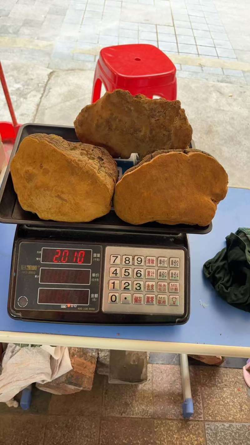 【大货批发】桑黄马蹄黄大块头桑黄干肉质黄无硫桑黄煮水
