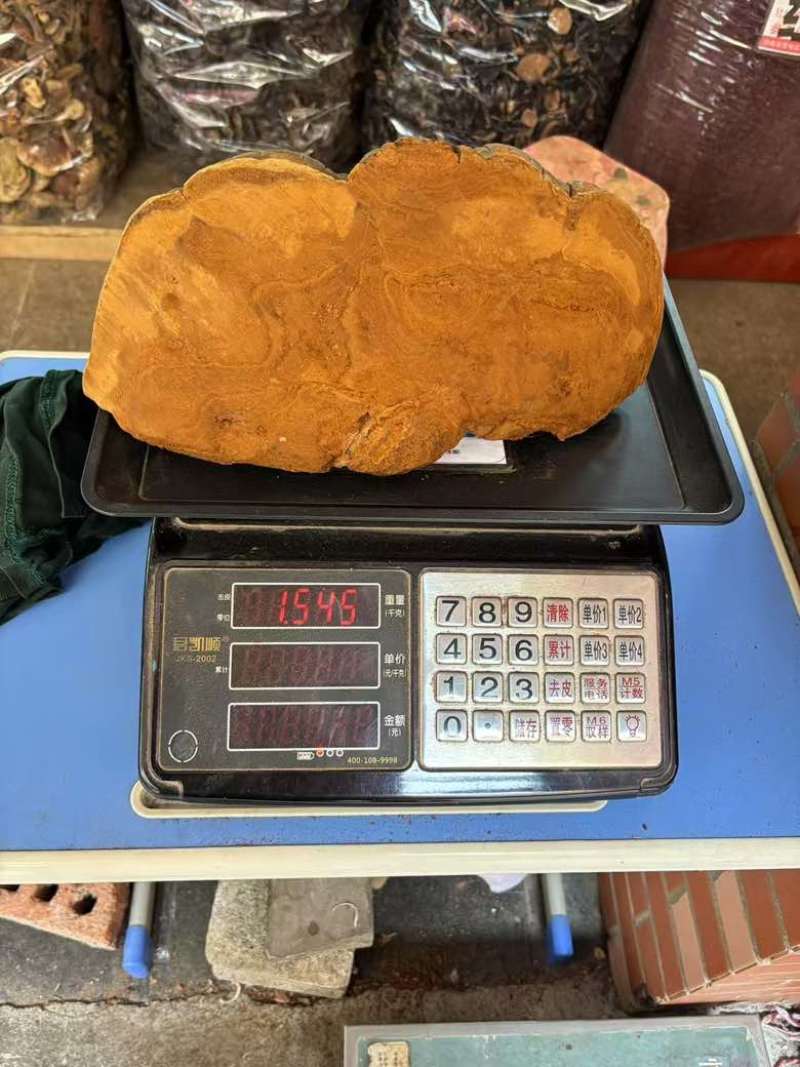 【大货批发】桑黄马蹄黄大块头桑黄干肉质黄无硫桑黄煮水